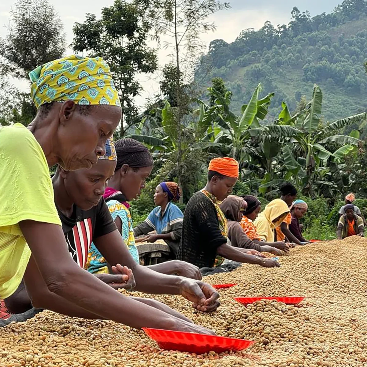 Rwanda Café des Mamans - producent