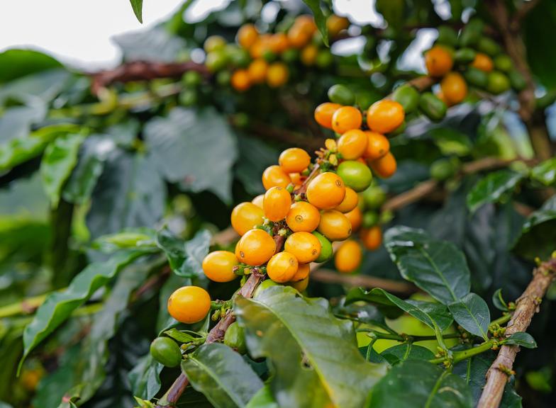Gatunki kawy: Arabika, Robusta, Liberica, Excelsa i Racemosa