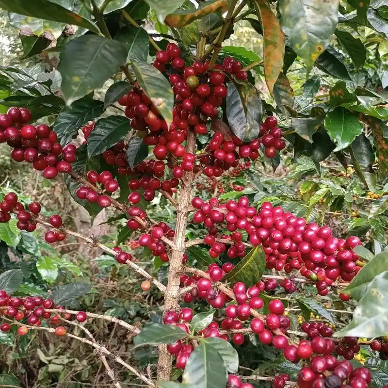 Kolumbia Caturra The Journey - krzew odmiany Caturra z owocami