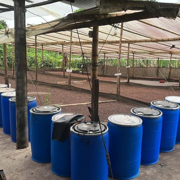 Kolumbia El Rancho Red Bourbon Natural Anaerobic - kawa w workach podczas obróbki