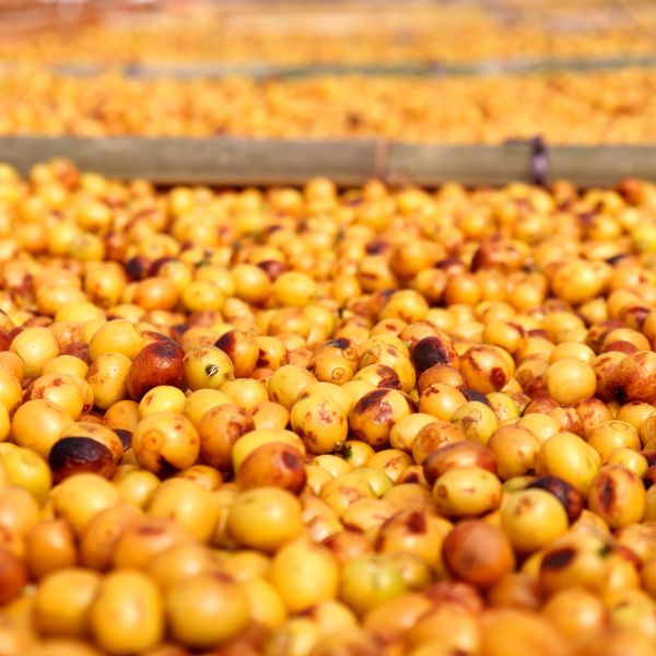 Samotna Ucieczka - owoce odmiany yellow bourbon