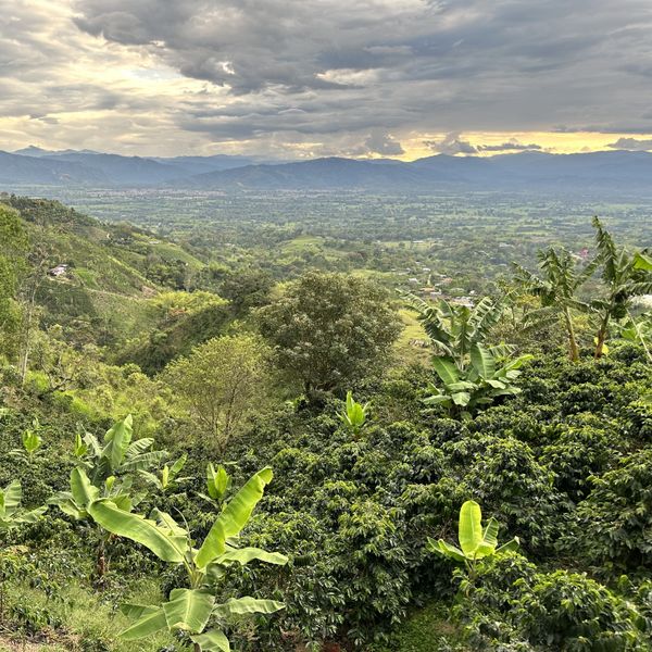 Kolumbia El Rancho Pink Bourbon - stock Colombia landscape photo