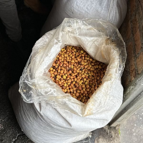 Kolumbia El Rancho Pink Bourbon - bag of coffee beans stock photo
