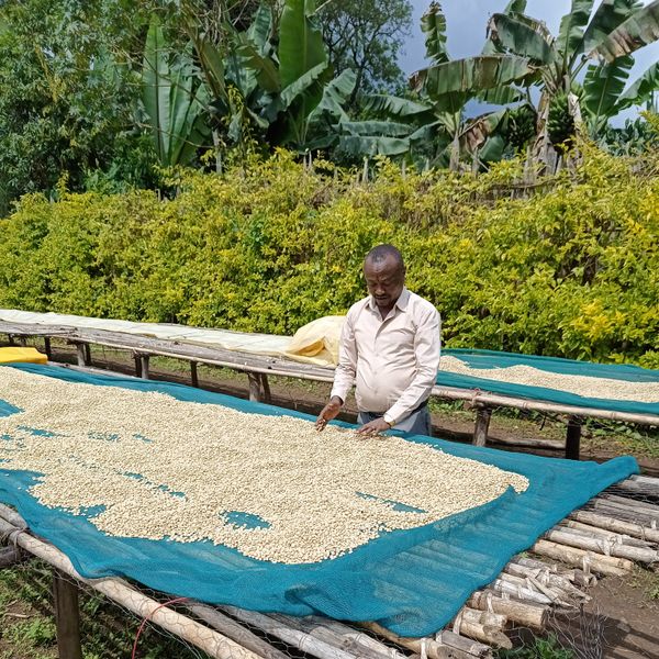 Etiopia Girma Sentayehu - farma