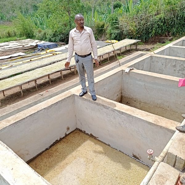 Etiopia Girma Sentayehu - płukanie kawy