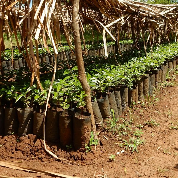 Etiopia Suke Quto - sadzonki kawy na farmie Suke Quto
