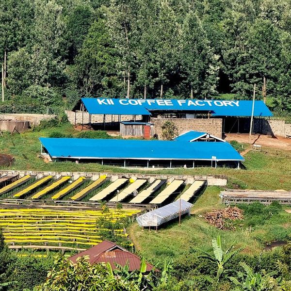 Kenia Kii AA Natural - Kii Coffee Factory