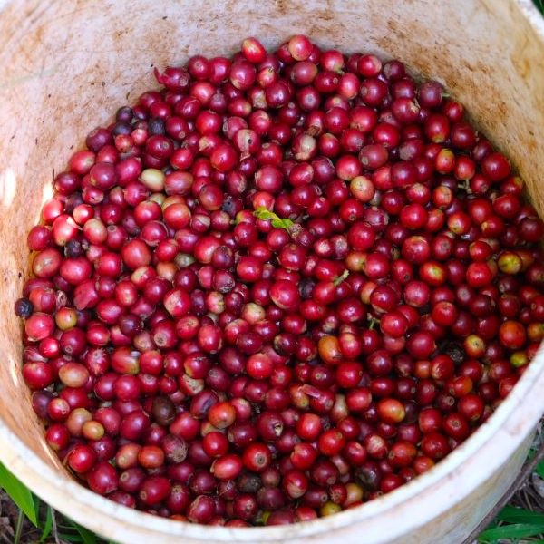 Kenia Kii AA Natural - owoce kawy podczas zbioru