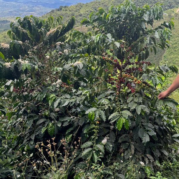 Kolumbia Finca Villa Rubiela Pink Bourbon Honey - owoce kawy na krzewie na farmie Finca Villa Rubiela