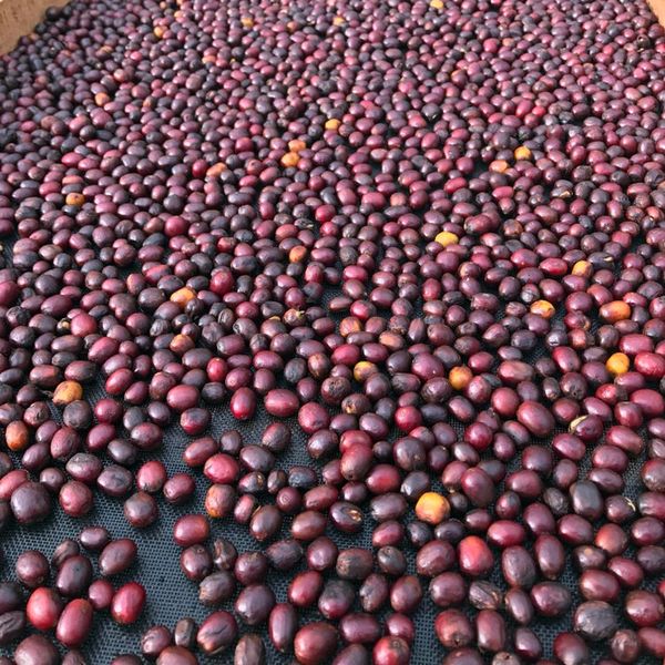 Kolumbia Finca Santa Bárbara Gesha Washed - owoce odmiany gesha