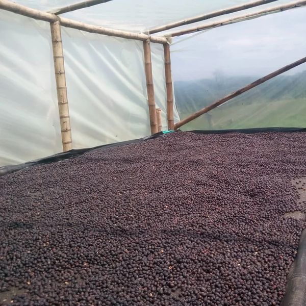 Kolumbia Finca Santa Bárbara Gesha Washed - owoce odmiany gesha
