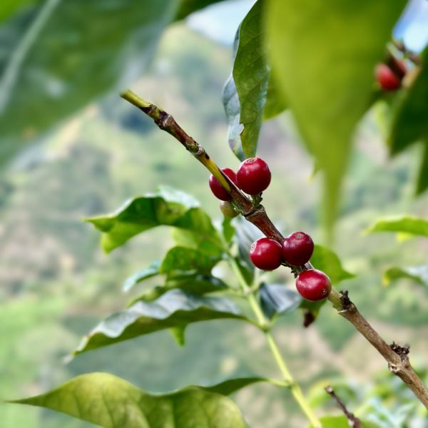Kolumbia Sunshine Espresso - owoce kawy na krzaku w Kolumbii