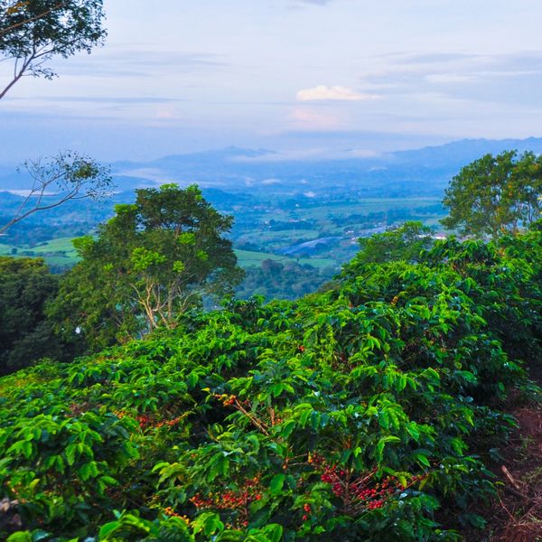 Kostaryka Hacienda Sonora Caturra Natural - krzewy kawowe na zboczu
