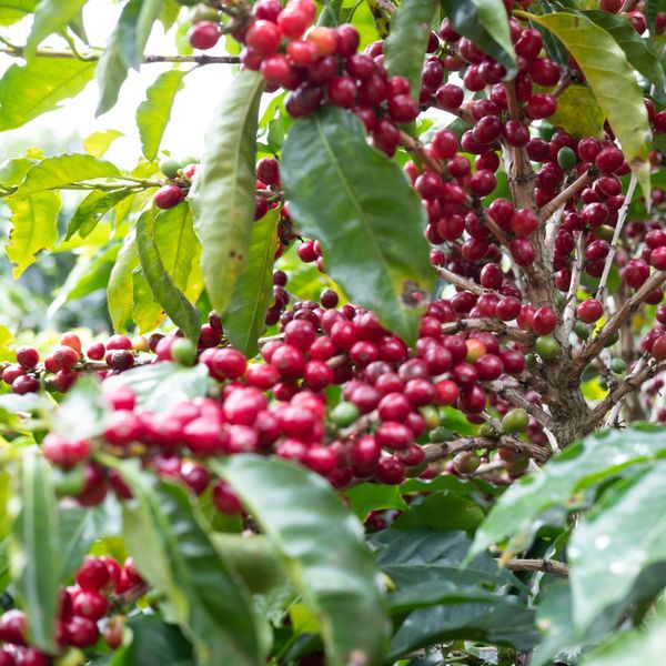Kostaryka Los Duran Obata Black Honey - owoce kawy na krzewie