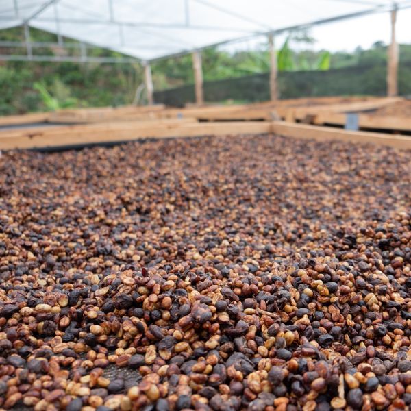 Kostaryka Los Duran Obata Black Honey - obróbka black honey na farmie Los Durán, suszenia ziaren kawy