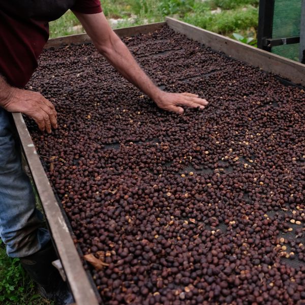 Kostaryka Los Duran SL28 Natural - suszenie ziaren kawy na farmie Los Durán