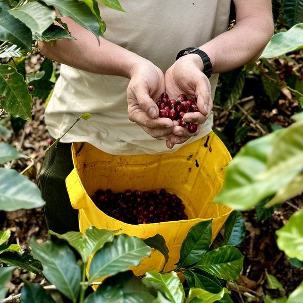 Summer Blend - dłonie trzymające owoce kawy w Kolumbii